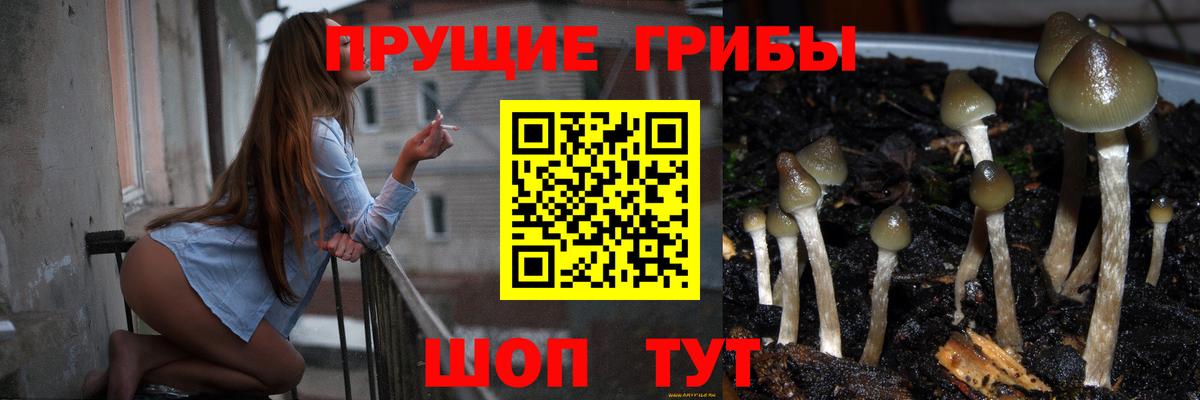 Галлюциногенные грибы Psilocybe Бугульма